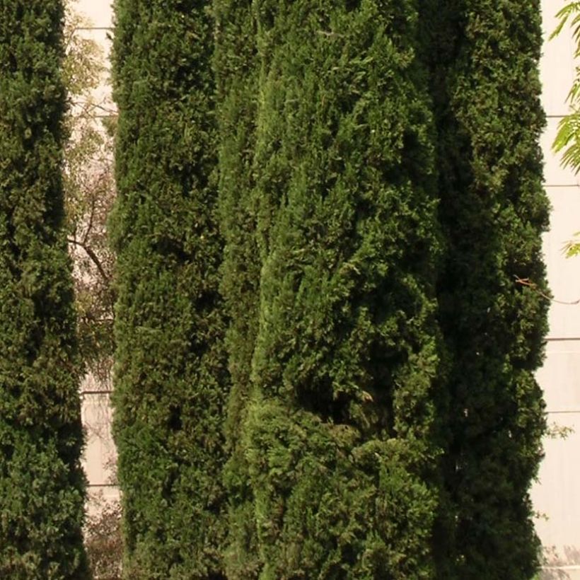 Cupressus sempervirens var. stricta - Ciprés común (Follaje)