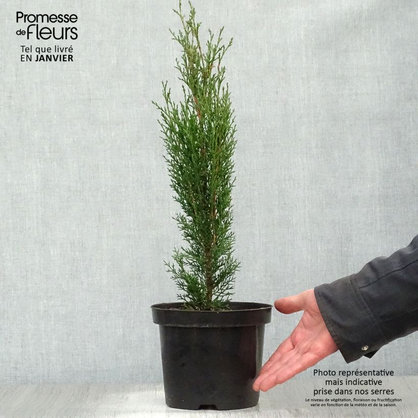 Cupressus sempervirens var. stricta Totem - Ciprés común Maceta 2L/3L Ejemplar entregado en invierno