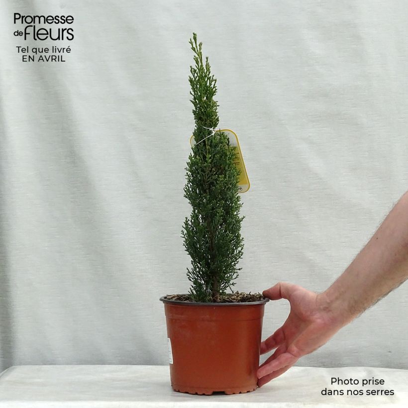 Cupressus sempervirens var. stricta Totem - Ciprés común Maceta 2L/3L Ejemplar entregado en la primavera