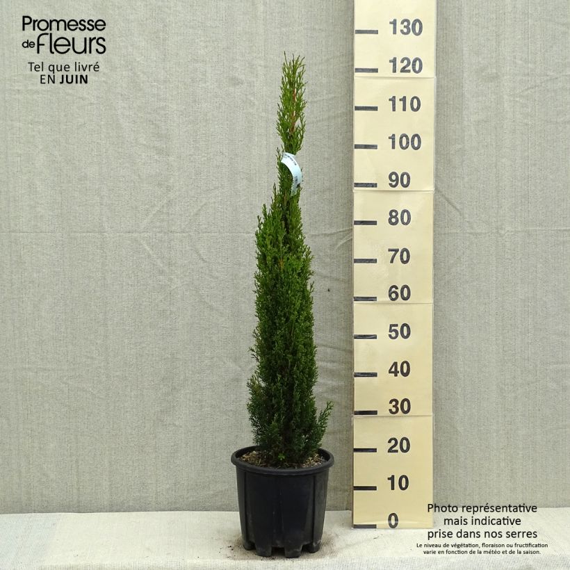 Cupressus sempervirens var. stricta Totem - Ciprés común Maceta 7,5L/10L Ejemplar entregado en la primavera