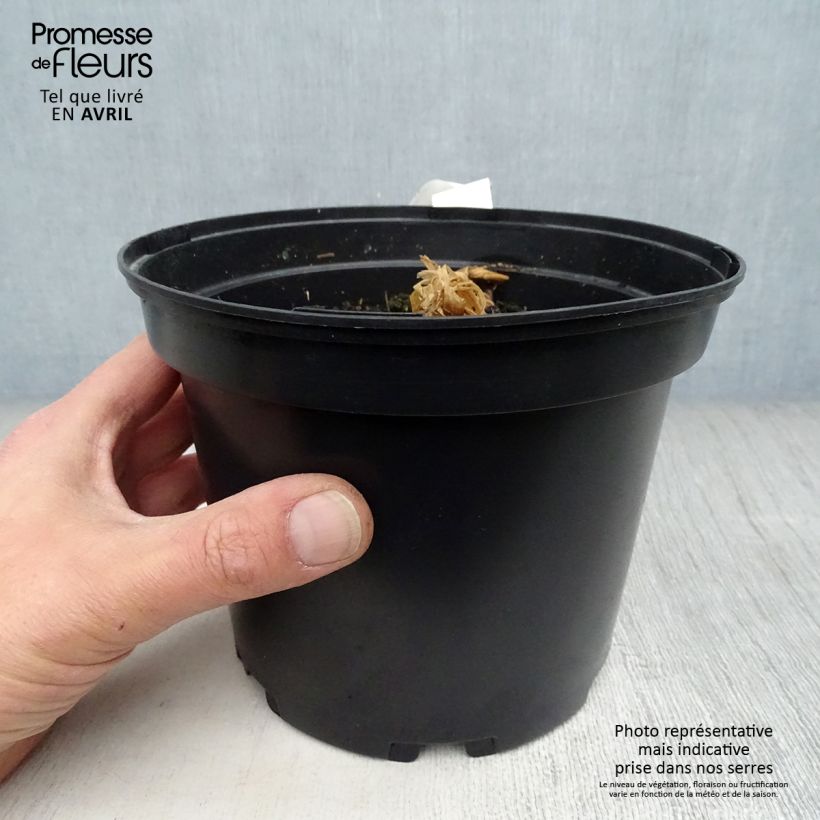 Cúrcuma - Curcuma longa Maceta 2L/3L Ejemplar entregado en la primavera