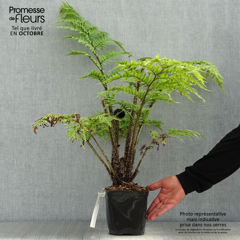 Ejemplar de Cyathea cooperi - Helecho arborescente de encaje Maceta 2L/3L entregado en otoño