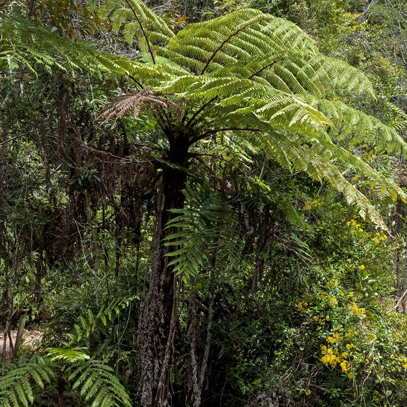 Cyathea lunulata - Helecho arbóreo (Porte)