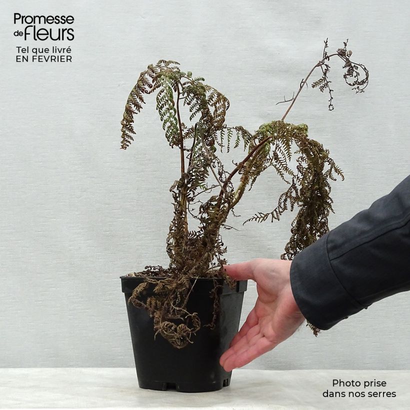 Cyathea medullaris - árbol helecho negro Maceta 2L/3L Ejemplar entregado en invierno