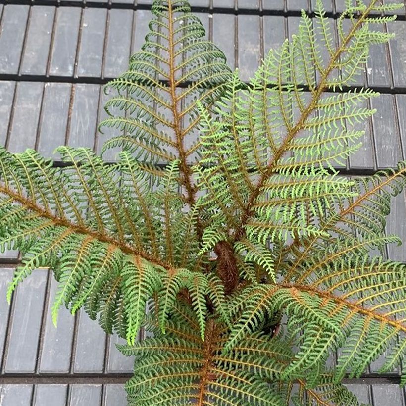 Cyathea tomentosissima - Helecho arborescente (Follaje)