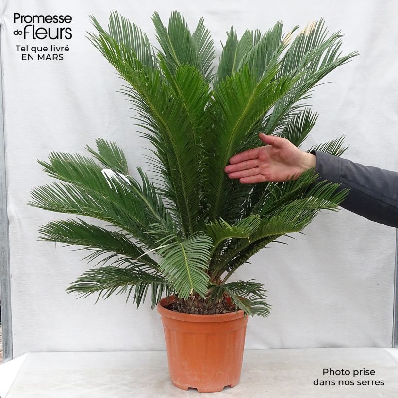 Cycas revoluta - Sagú Maceta 4L/5L Ejemplar entregado en la primavera