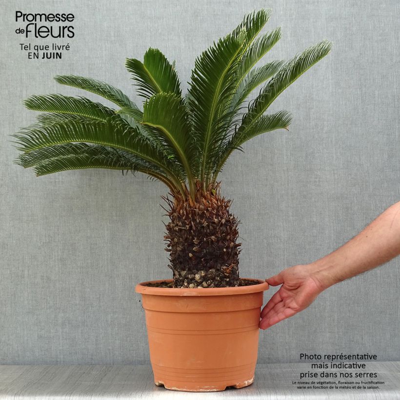 Cycas revoluta - Sagú Maceta 7,5L/10L Ejemplar entregado en la primavera