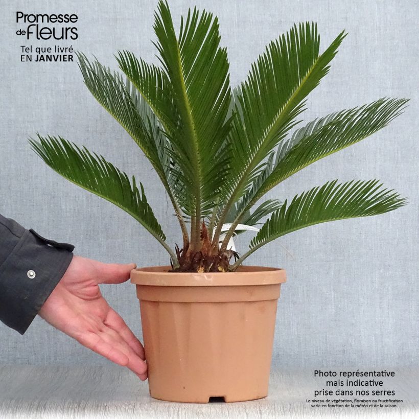 Cycas revoluta - Sagú Maceta 2L/3L Ejemplar entregado en invierno