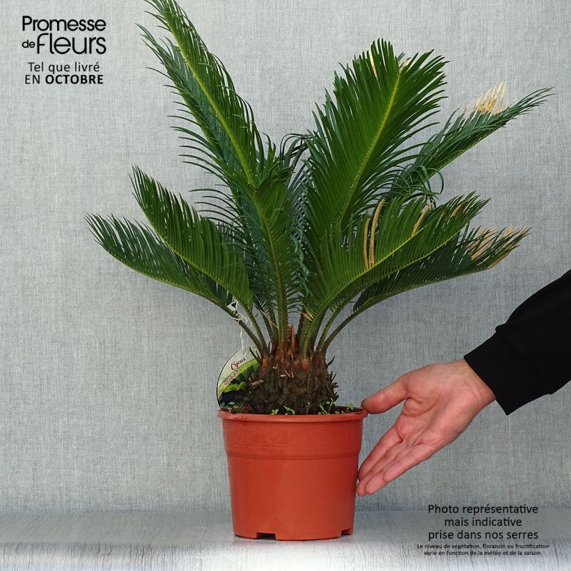 Ejemplar de Cycas revoluta - Sagú Maceta 2L/3L entregado en otoño