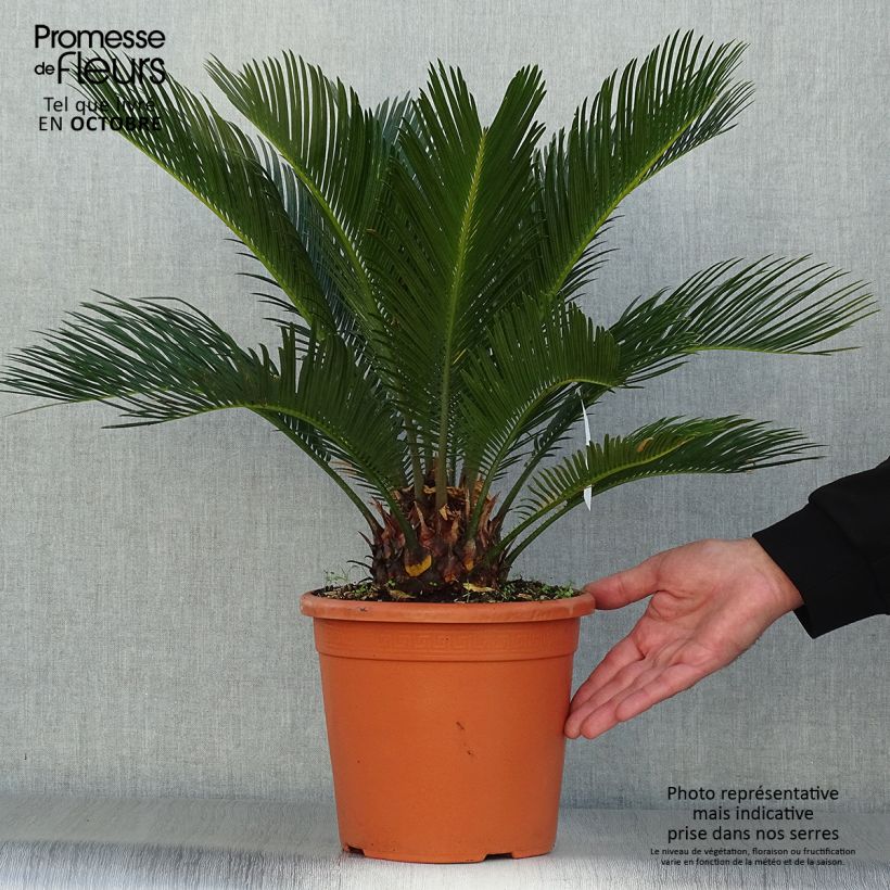 Ejemplar de Cycas revoluta - Sagú Maceta 4L/5L entregado en otoño