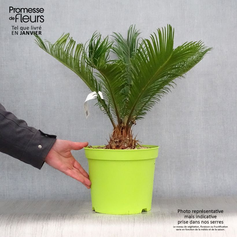 Cycas revoluta - Sagú Maceta 4L/5L Ejemplar entregado en invierno