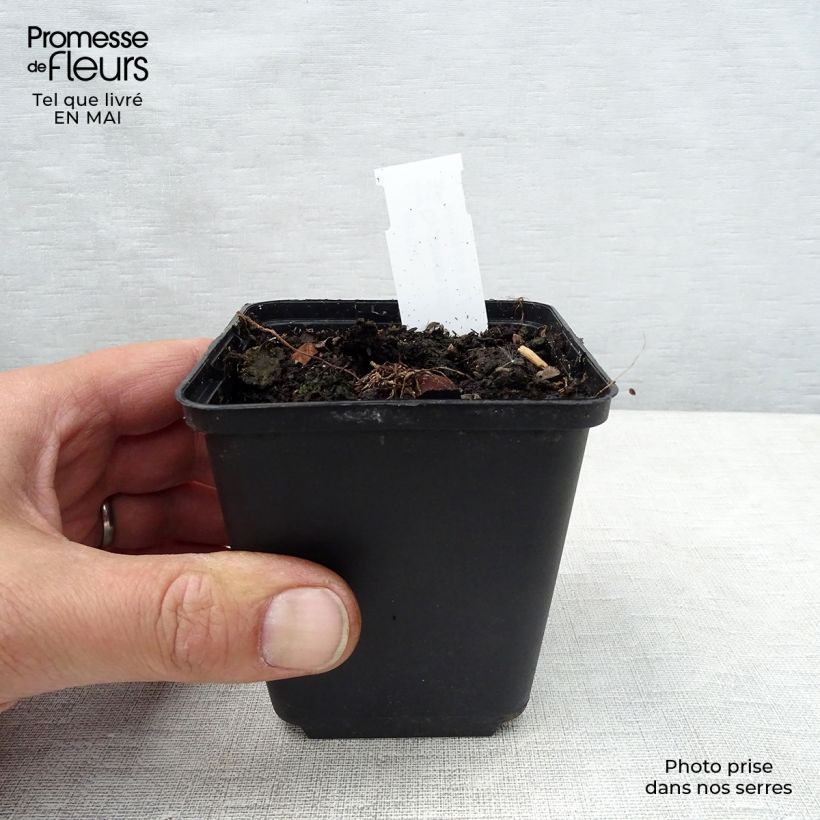 Cyclamen coum Album Maceta de 8/9 cm Ejemplar entregado en la primavera