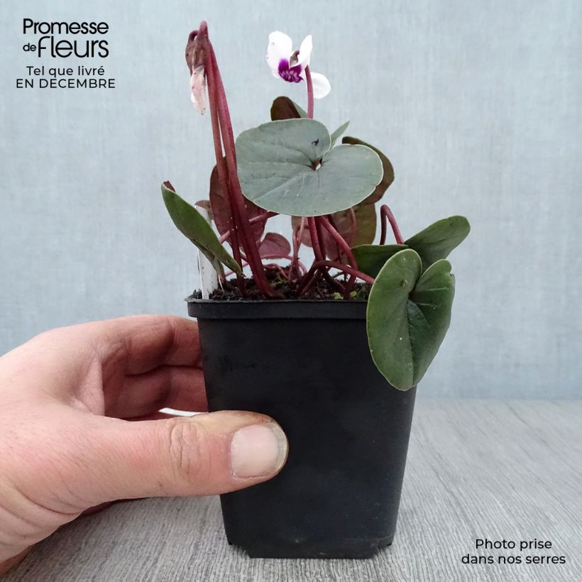 Cyclamen coum Album Maceta de 8/9 cm Ejemplar entregado en invierno