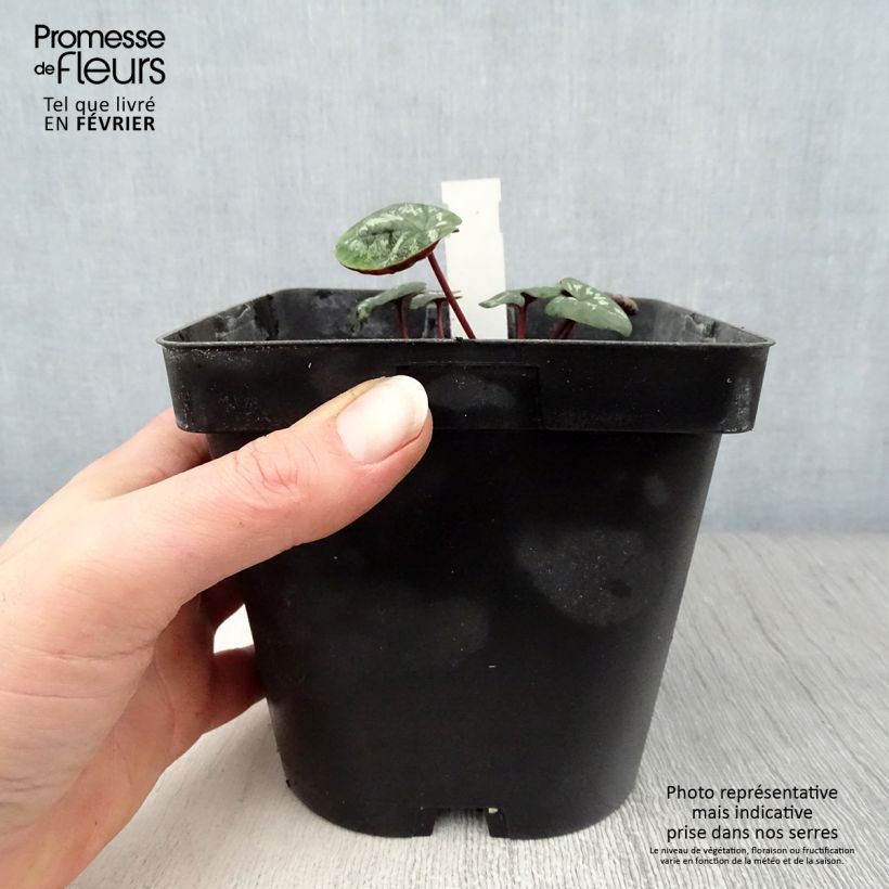 Cyclamen coum Rosa Maceta 2L/3L Ejemplar entregado en invierno
