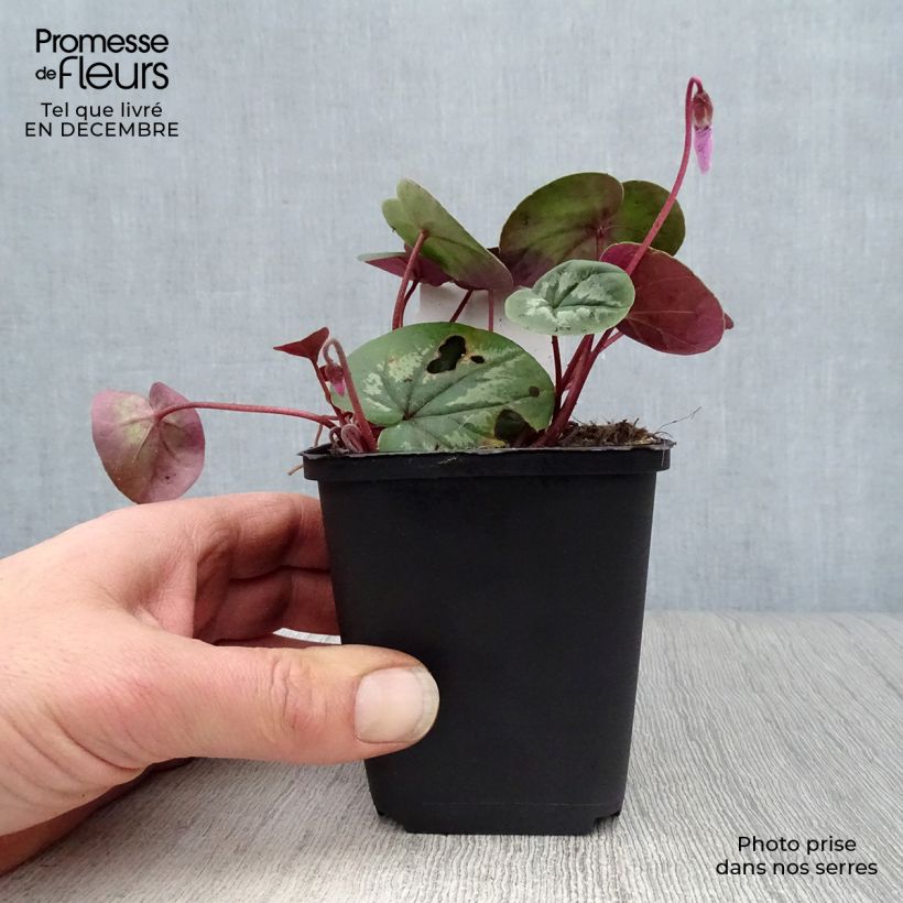 Cyclamen coum Rosa Maceta de 8/9 cm Ejemplar entregado en invierno