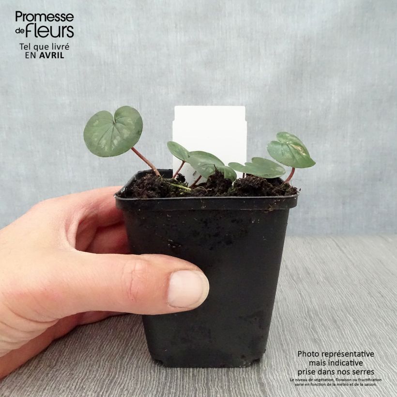 Cyclamen coum Rosa Maceta de 8/9 cm Ejemplar entregado en la primavera