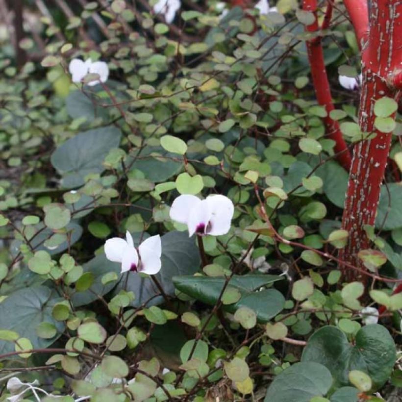Cyclamen coum Album (Porte)