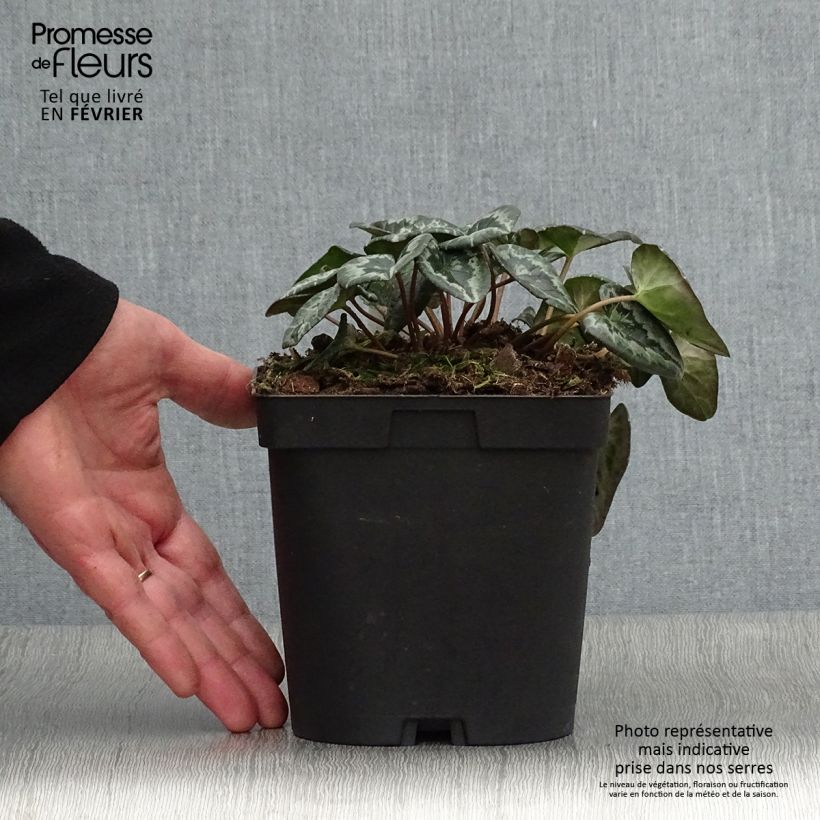 Cyclamen hederifolium Album Maceta 2L/3L Ejemplar entregado en invierno