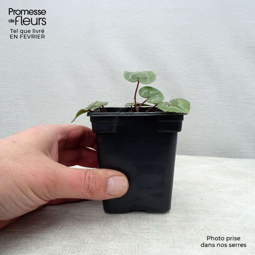 Cyclamen de Naples rose godet Ejemplar entregado en invierno