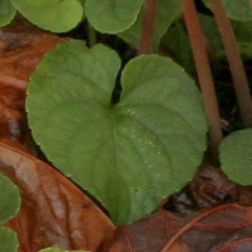 Cyclamen hederifolium Album (Follaje)
