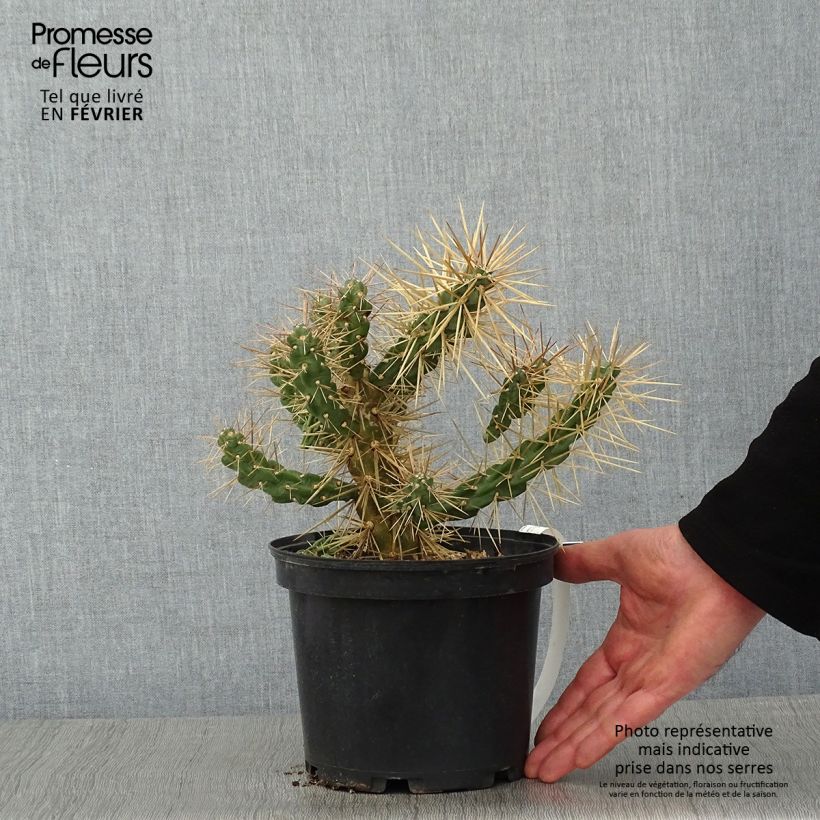 Cylindropuntia tunicata Maceta 4L/5L Ejemplar entregado en invierno