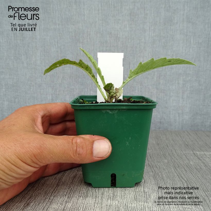 Ejemplar de Cardo var. altilis Maceta de 8/9 cm entregado en verano