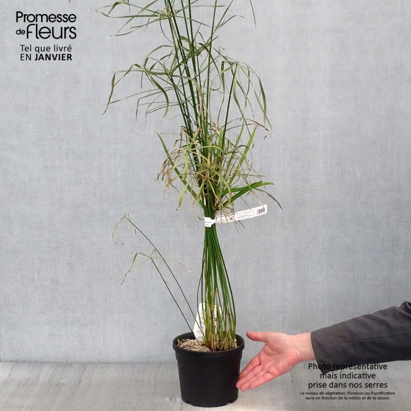 Cyperus alternifolius - Paragüitas Maceta 2L/3L Ejemplar entregado en invierno