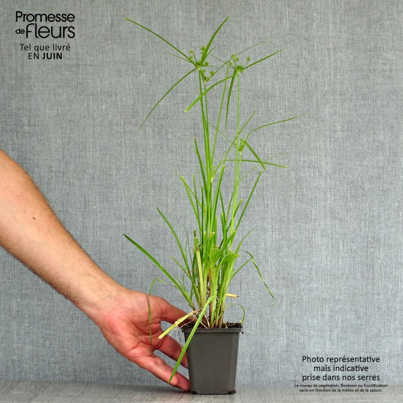 Ejemplar de Cyperus glaber - Papiro Maceta de 8/9 cm entregado en verano