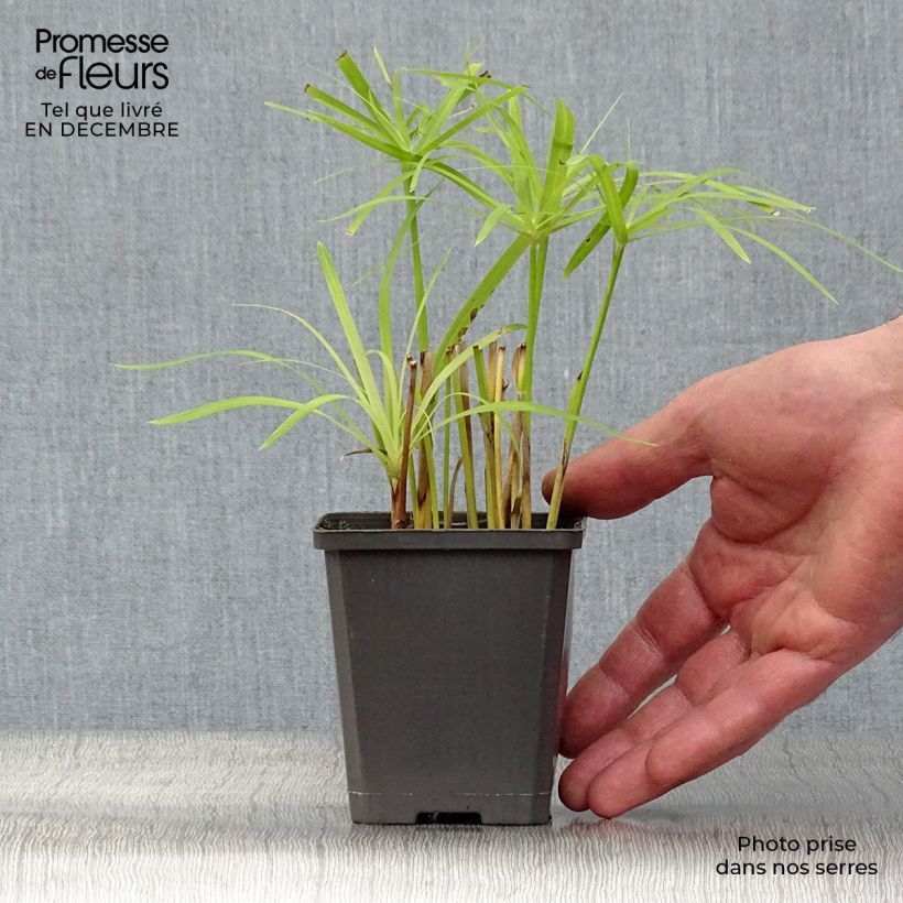 Cyperus glaber - Papiro Maceta de 8/9 cm Ejemplar entregado en invierno
