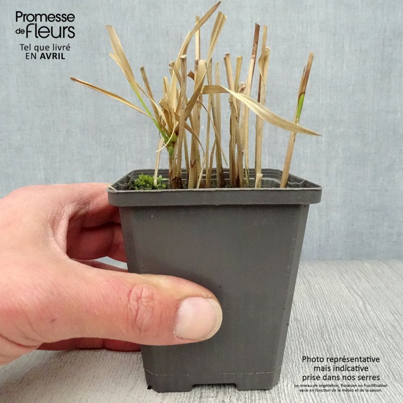 Cyperus glaber - Papiro Maceta de 8/9 cm Ejemplar entregado en la primavera