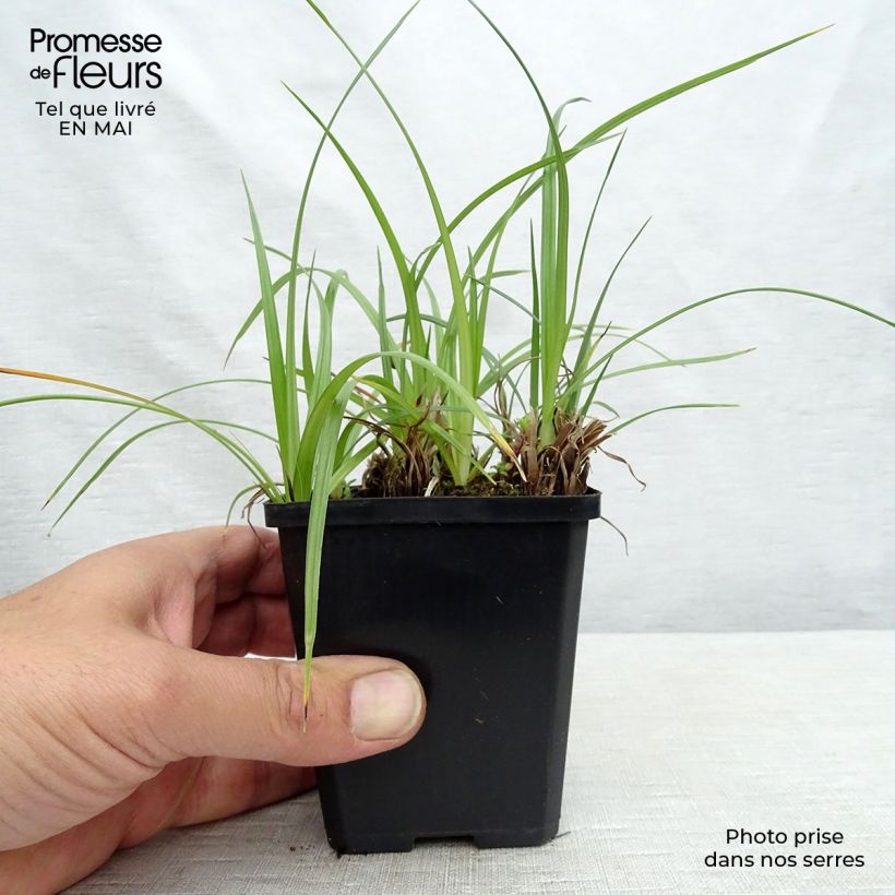 Cyperus longus - Juncia loca Maceta de 8/9 cm Ejemplar entregado en la primavera