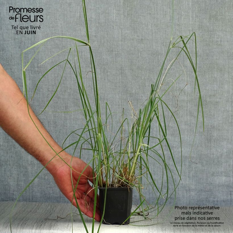 Ejemplar de Cyperus longus - Juncia loca Maceta de 8/9 cm entregado en verano