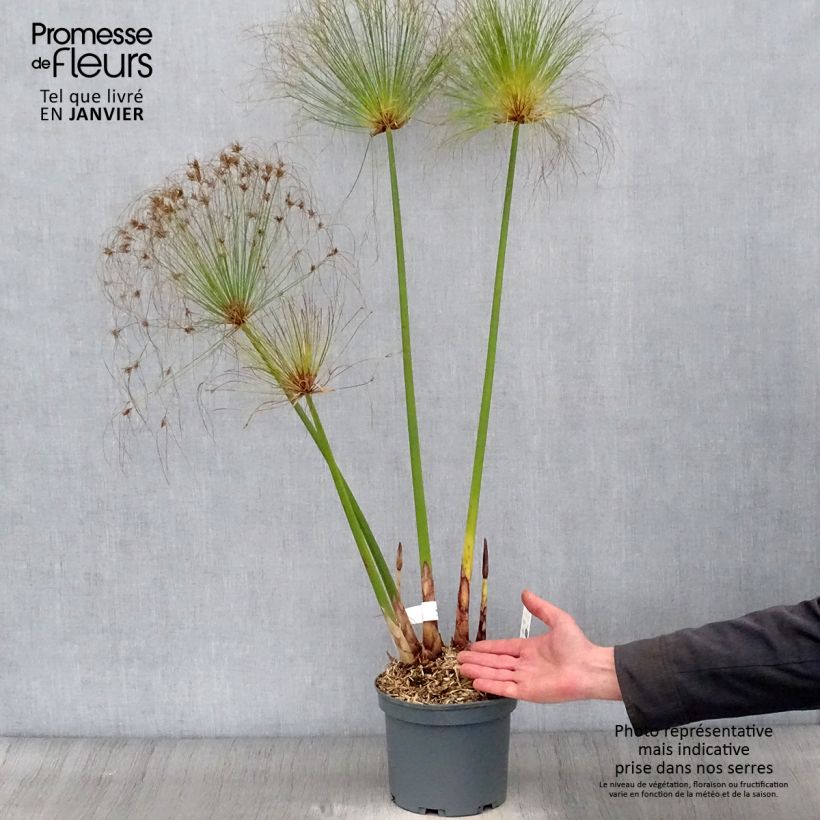 Cyperus papyrus - Papiro Maceta 2L/3L Ejemplar entregado en invierno