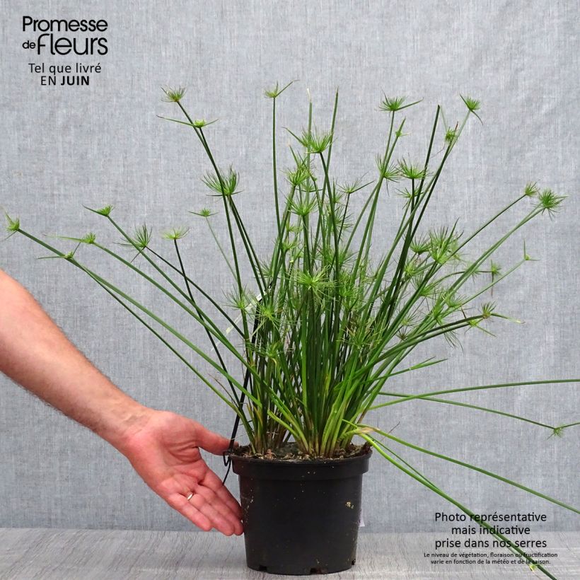Ejemplar de Cyperus prolifer - Papiro enano Maceta 3L/4L entregado en verano