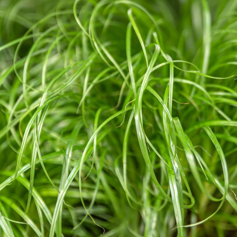 Cyperus alternifolius (semillas) - Paragüitas (Follaje)