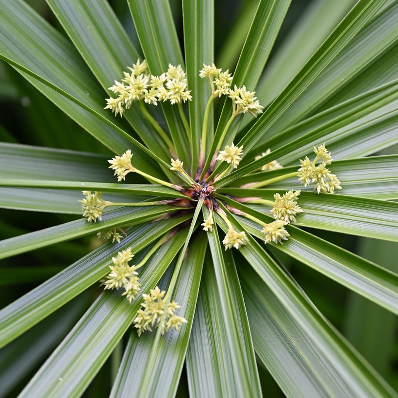 Cyperus alternifolius (semillas) - Paragüitas (Floración)