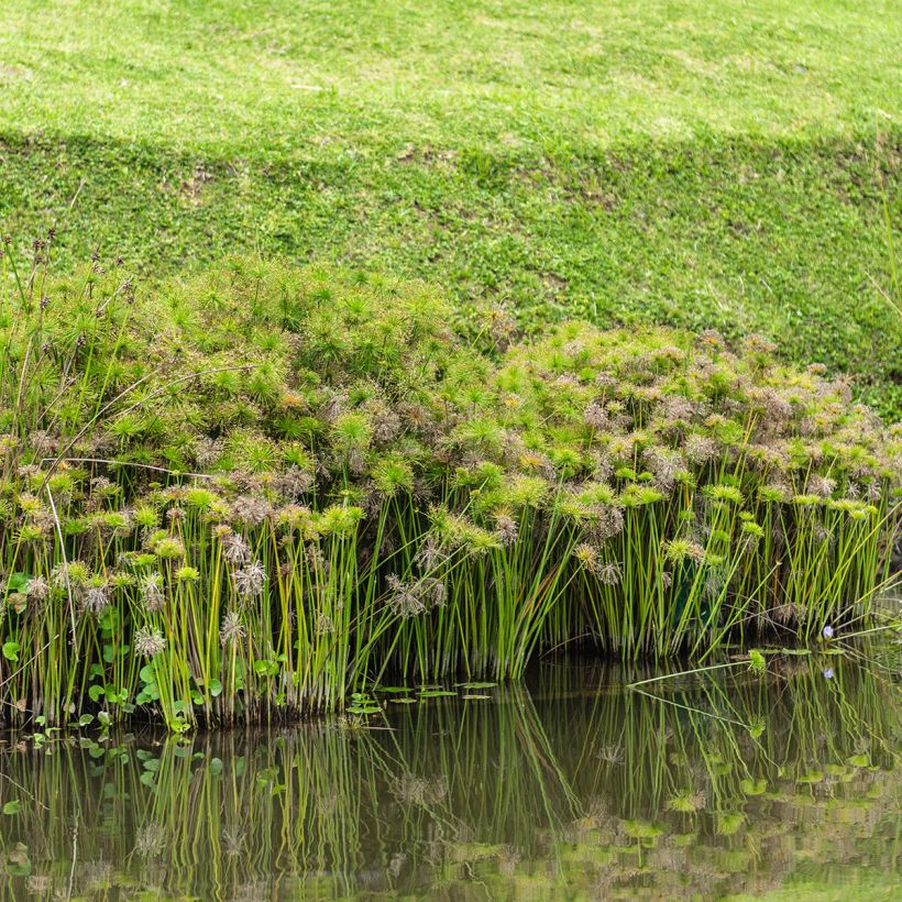 Cyperus alternifolius (semillas) - Paragüitas (Porte)