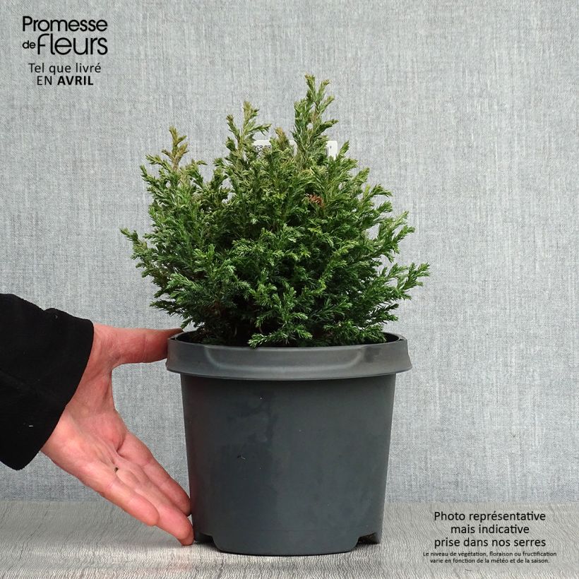 Chamaecyparis pisifera Baby Blue - Falso ciprés sawara Maceta 3L/4L Ejemplar entregado en la primavera