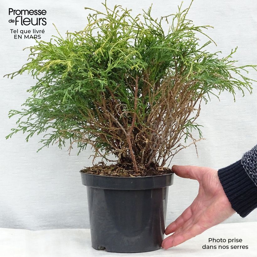 Chamaecyparis pisifera Filifera - Falso ciprés sawara Maceta 2L/3L Ejemplar entregado en invierno