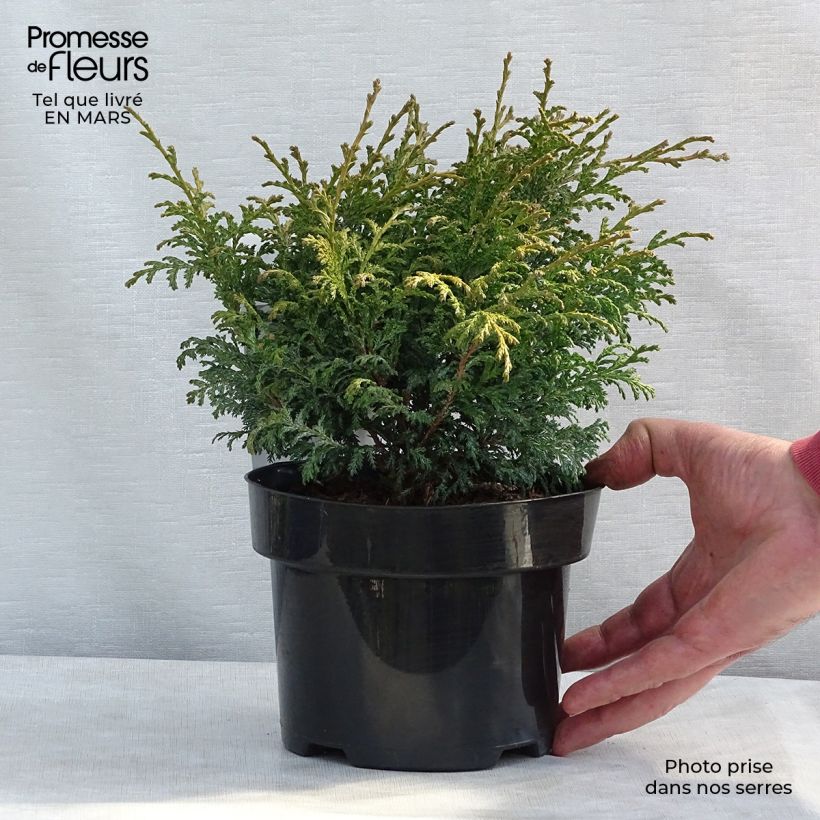Chamaecyparis pisifera Golden Pincushion - Falso ciprés sawara Maceta 2L/3L Ejemplar entregado en invierno