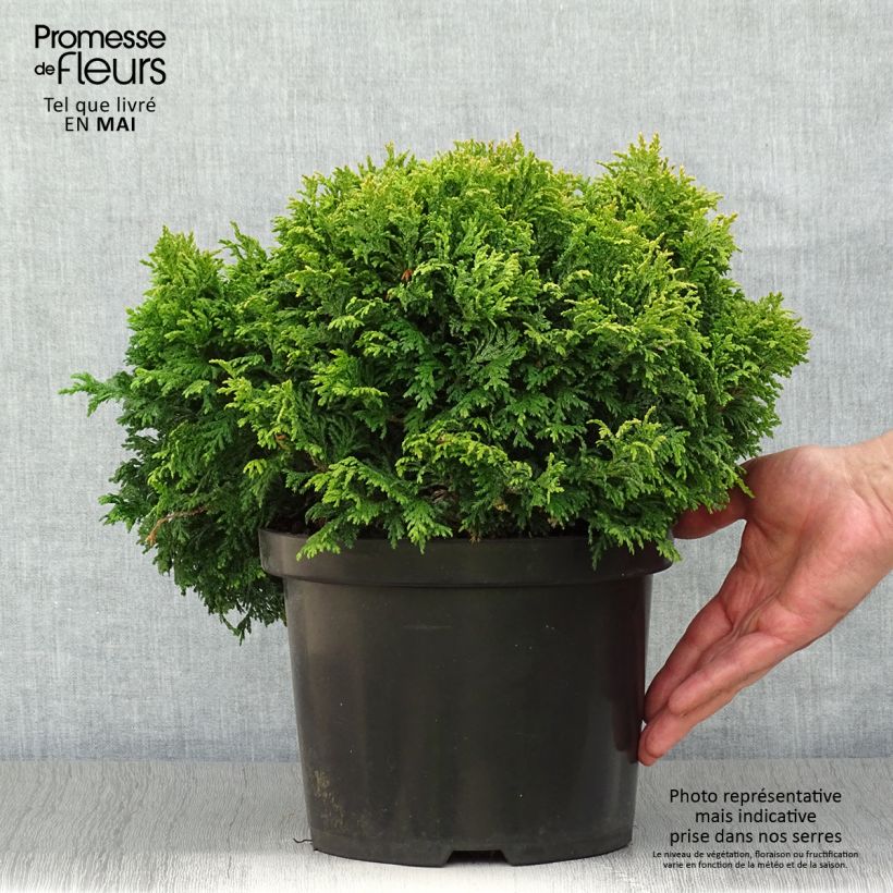Chamaecyparis pisifera Golden Pincushion - Falso ciprés sawara Maceta 4L/5L Ejemplar entregado en la primavera
