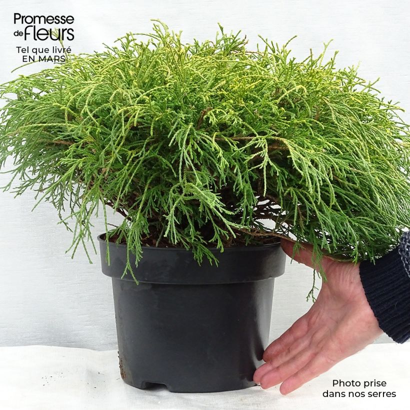 Chamaecyparis pisifera Sungold - Falso ciprés sawara Maceta 3L/4L Ejemplar entregado en invierno