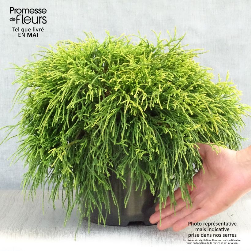 Chamaecyparis pisifera Sungold - Falso ciprés sawara Maceta 7,5L/10L Ejemplar entregado en la primavera