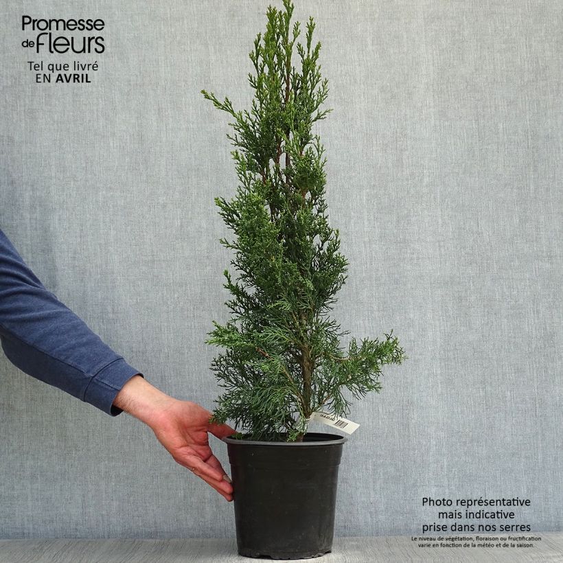 Cupressus sempervirens Garda - Ciprés común Maceta 4L/5L Ejemplar entregado en la primavera