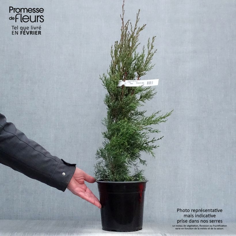 Cupressus sempervirens Garda - Ciprés común Maceta 4L/5L Ejemplar entregado en invierno