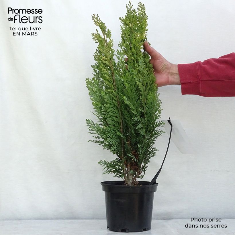 Chamaecyparis lawsoniana Alumigold Maceta 2L/3L Ejemplar entregado en invierno