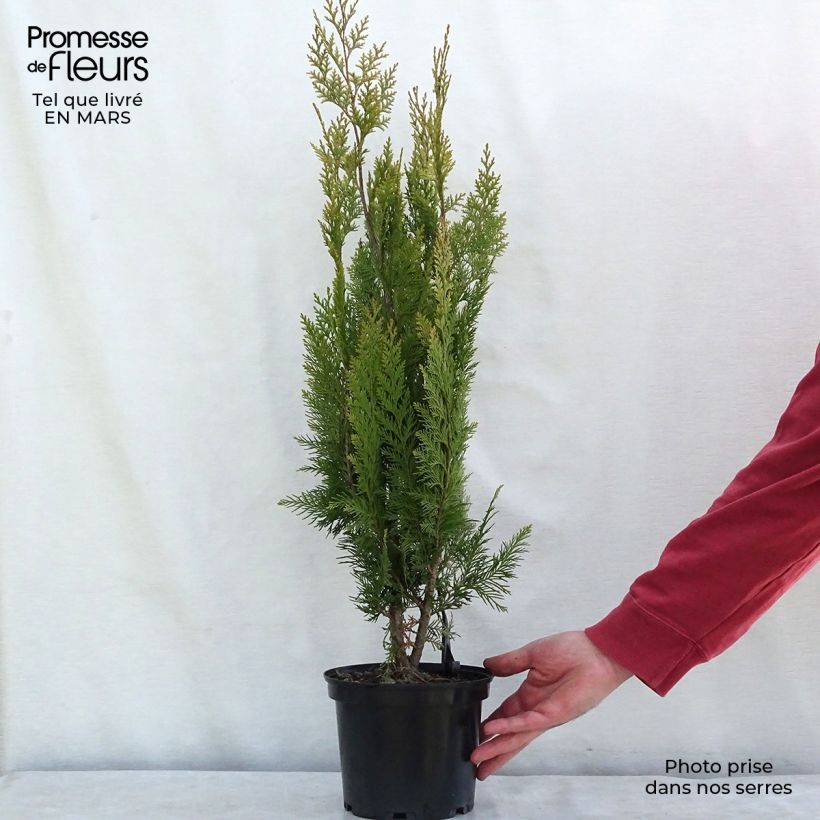 Chamaecyparis lawsoniana Alumigold Maceta 7,5L/10L Ejemplar entregado en la primavera