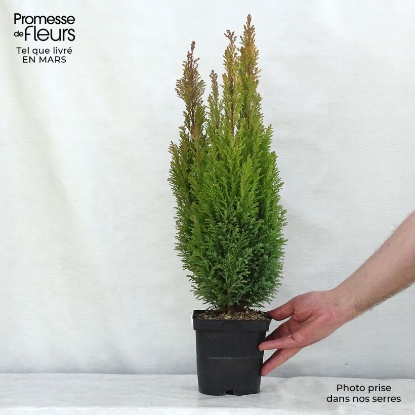 Chamaecyparis lawsoniana Elwood's Gold Maceta 2L/3L Ejemplar entregado en invierno