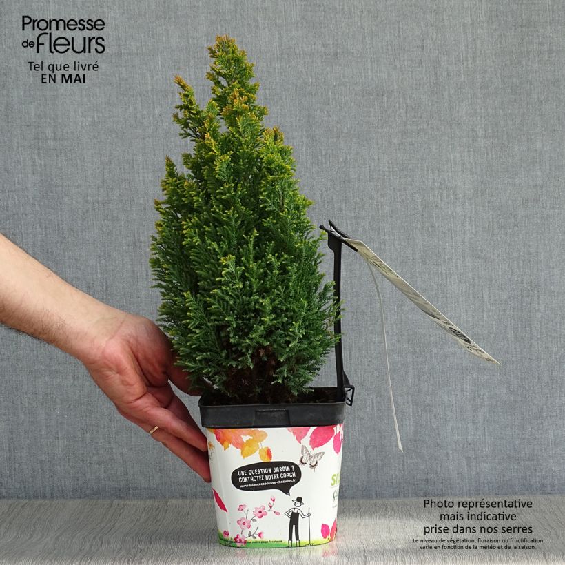 Chamaecyparis lawsoniana Elwood's Gold Maceta 2L/3L Ejemplar entregado en la primavera
