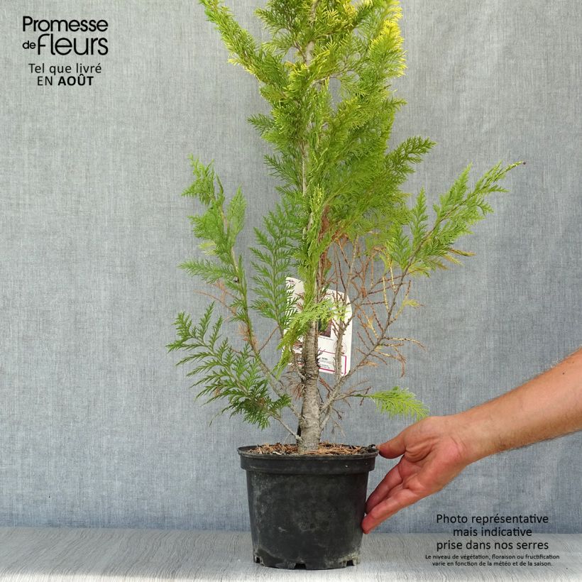 Ejemplar de Chamaecyparis lawsoniana Ivonne Maceta 2L/3L entregado en verano